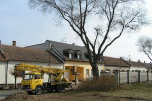 Rez Stromu S Plosinou 04